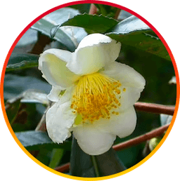 Camellia Sinensis