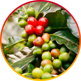Chlorogenic Acid