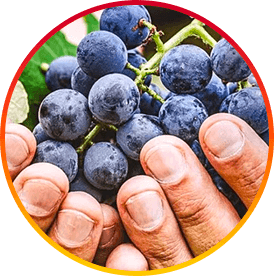 Resveratrol